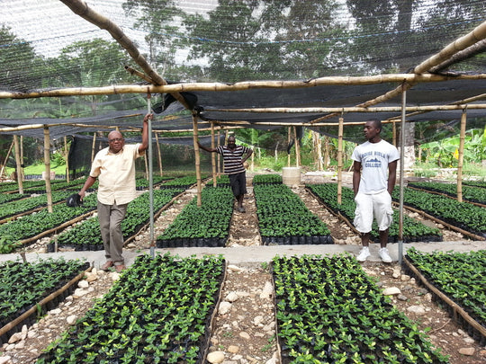 Organic Haitian Blue Moutain